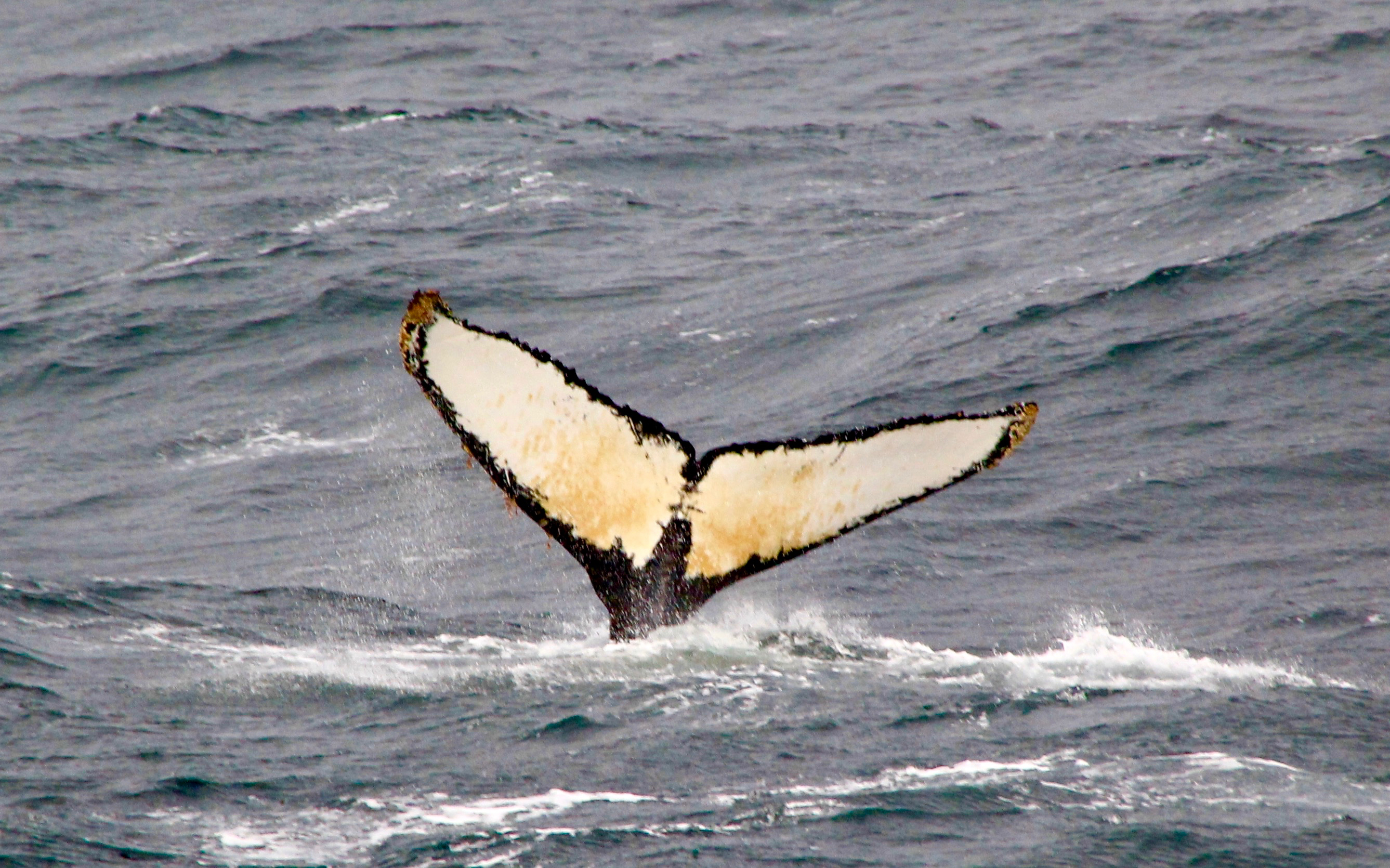 Drake Passage