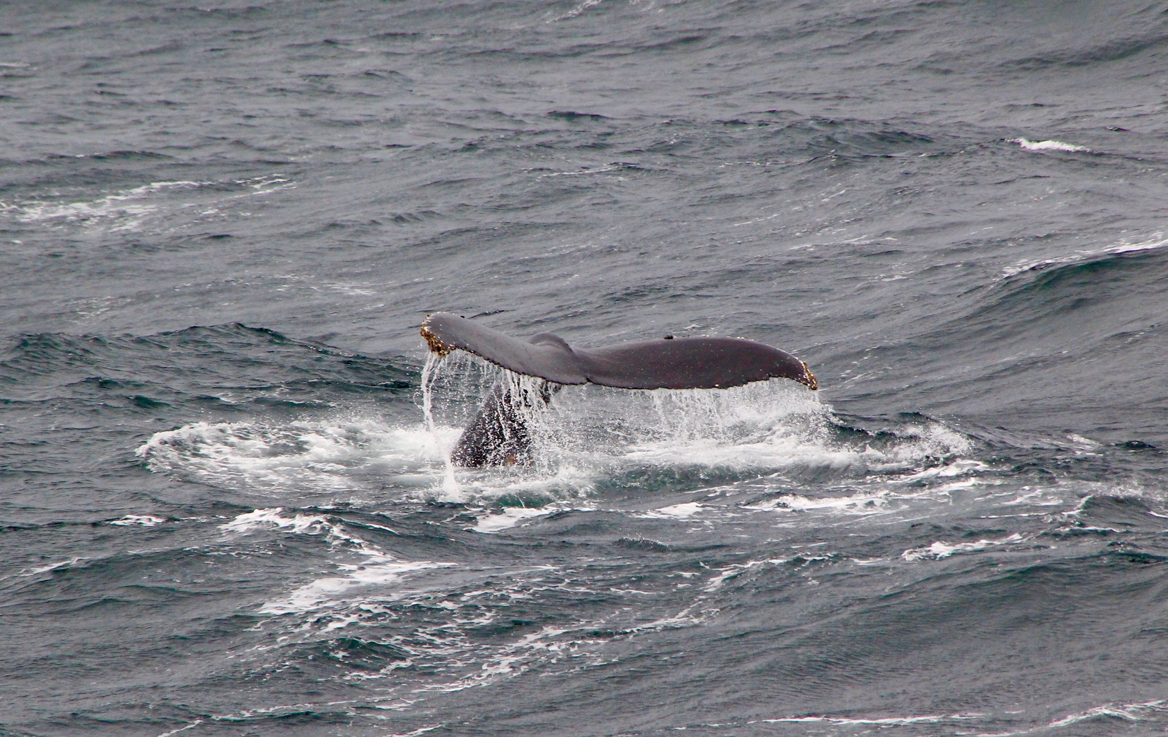 Drake Passage